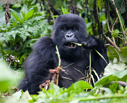 A mountain gorrilla in Rwandau2019s  Virunga National Park. The dream to have an east African single tourist visa remains in doubt. The New Times/File.