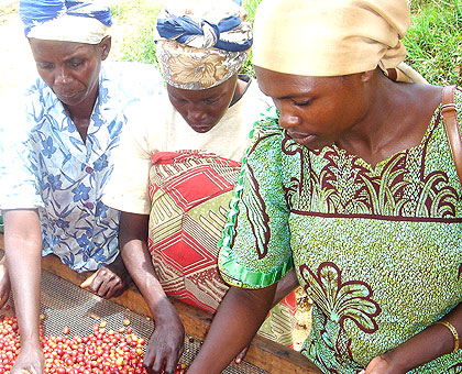 Women sorting Coffee: Maraba coffee is probably one of the most known varieties from Rwanda.  The New Times / File.