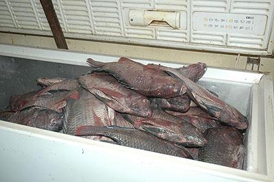 Imported fish on sale in a supermarket. Training farmers could help increase local production. The Sunday Times / File.