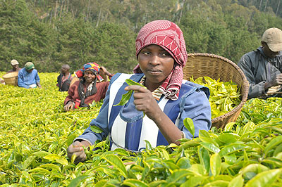 A woman plucking tea in a tea plantation. The New Times /  File.