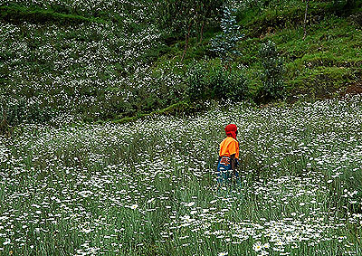 A farmer inspects her pyrethrum garden in Ruhengeri. Low out has affected the sub-sector.  Net photo