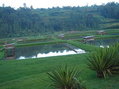 Fish pond: Fish farming needs more investment. The Sunday Times / File.