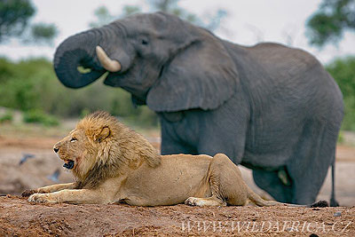 Lion and Elephant.  Net photo.
