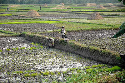 Rice farming in a marshland. The definition of a wetland has caused stalemate in Parliament. The New Times/ John Mbanda.