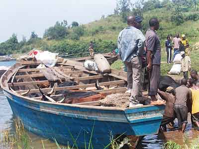 Traders loading a boat with cattle in Karongi district district awaiting transportation to DRC via Rubavu district. The New Times /File.