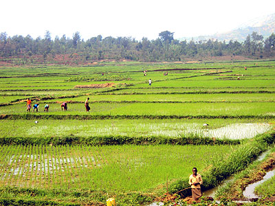 Rice  farmers tend their fields in Kirehe. The New Times/S. Rwembeho. 