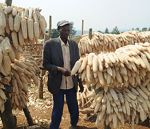 A farmer drying maize on racks. The government has urged the masses to grow crops to promote food security. The New Times/File.