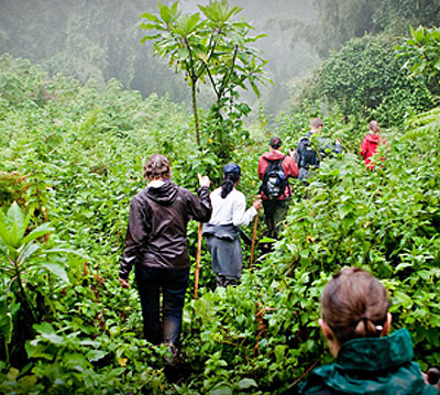 Tourists tracking Gorillas: Tour operators and hoteliers are facing hard times. The New Times / File.