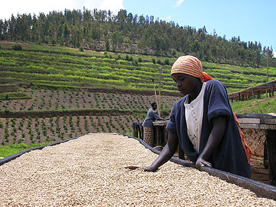 A farmer sorts out coffee beans: An insurance scheme would be a safeguard against price fluctuations. The New Times / File. 