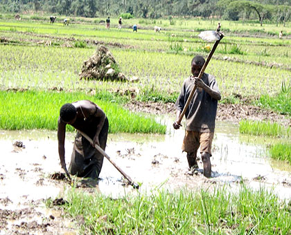 Farmers work in their rice field in Rwasave marshland, Gisagara district last weekend.  The New Times/ JP Bucyensenge.