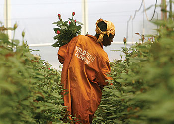 Someone picking flowers ready for harvest.