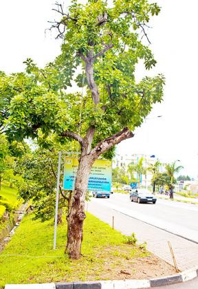 Some of the avacado trees lining the sides of the street near Kigali Business Centre. The City of Kigali intends to fell the old trees planted in the1980s. The New Times/ Timothy Kisambira.