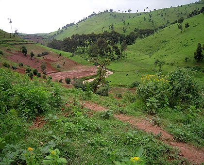 An expanse of land in Gishwati that was once covered by rain forest but lie inhabited.  The New Times/  File.