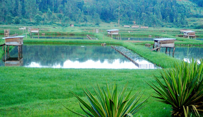 Some of the fish ponds in Rwamagabe district.  The New Times/ File.