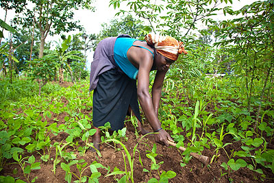 A farmer in Muhanga district weeds her garden.  The New Times/ T. Kisambira.