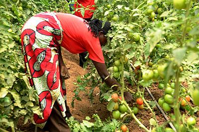 A woman harvesting tomatoes. The Sunday Times / File.
