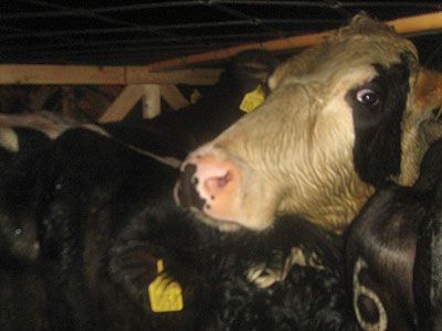 Some of the heifers, which will be distributed to genocide widows. The New Times / Peter Tumwebaze