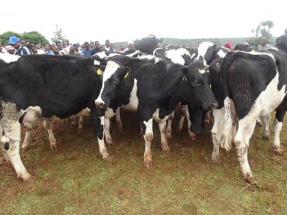 Some of the exotic cows that were donated to Genocide widows from Rwamagana and Kayonza districts by MSAAD project of Ireland. The government has also bought 500 exotic heifers from Holland, which will arrive in the country in May. The New Times / Peterso