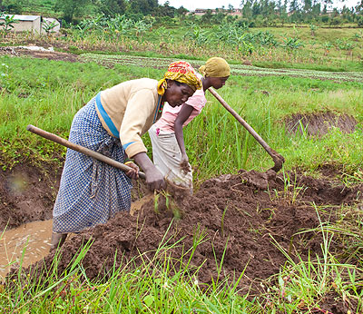 Farmers till their  garden  The New Times/John Mbanda.