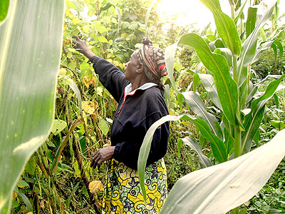 A woman tending her climbing beans. Microfinance institutions are seen as instrumental in transforming the lives of Rwandau2019s small-holder farmers. Net photo.