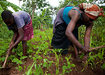 A mother tills her land together with her daughter. Soon the rural poor will be considered customary land occupants. The New Times/Timothy Kisambira.