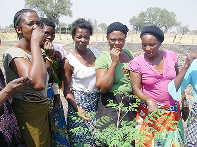 Women harvestors tasting the moringa leaves.  Net photo.