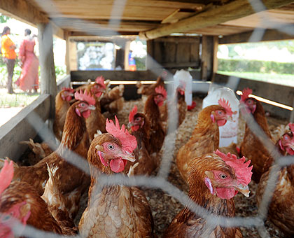 Poultry in a cage at an agricultural expo. The New Times/ John Mbanda. 