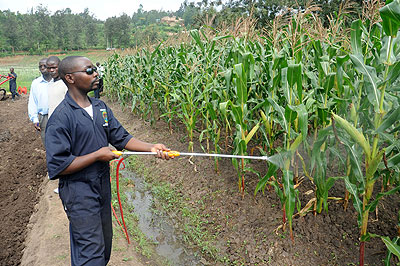 Modern farming method in Rwanda. The New Times/ John Mbanda.