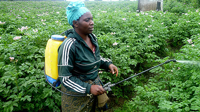 Mukeshamana sprays her pesticides on her Irish potatoes farm last week. The New Times/ Jean Mbonyinshuti.