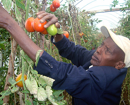 Rusanganwa harvests tomatoes in the greenhouse funded by VUP programme.   The New Times/ Jean de la Croix Tabaro