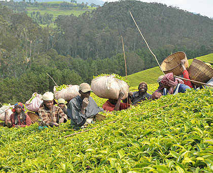 Trade unions say some casual labourers such as tea pluckers earn about Rwf 300 a day. The New Times/File