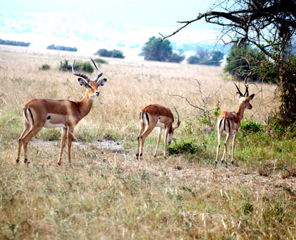 A park of deer, one of the attractions of Akagera National Park. The New Times/Alphonse Gakombe