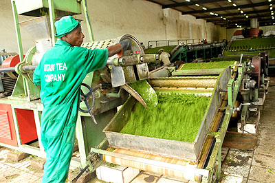 A worker in Kitabi Tea Factory. This yearu2019s convention will attract tea producers, exporters, traders and development partners from across the globe. The New Times/ Timothy Kisambira. 
