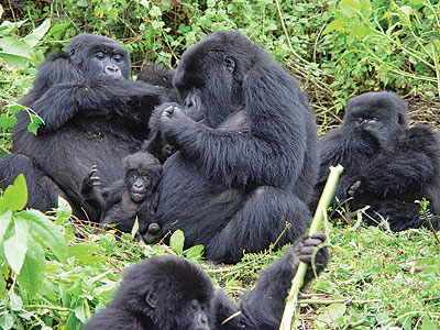 A family of gorillas basking in the sun in the Virungas. A programme set up to enhance their safety and attract more tourists to the region  has brought  in minimal benefits because of some challenges it is facing.  The New Times / File photo