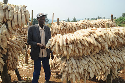 A farmer examines maize cobs. When the crop is not properly dried and stored, it develops toxins that cause diseases in humans.  The New Times/ File