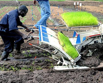 A farmer plants rice; farmers have been advised to limit the use of chemical fertilisers . The New Times / J. Mbanda.