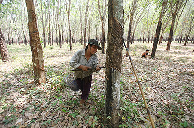 More than 1.2 million hectares of land in Cambodia alone have been leased for rubber plantations. Net photo.