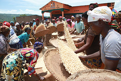 Women process grains. Nyaruguru District has embarked on promoting cash crops that suit its topography and soil type. The New Times/ File.