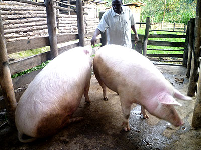 Kayiranga in one of his pigsties. The New Times/ Jean du2019Amour Mbonyinshuti.