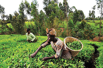 Kenyau2019s economy grew 4.6%, mostly buoyed by good agriculture performance.
