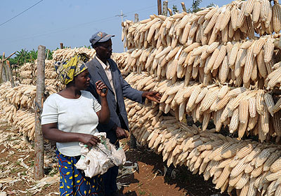 Farmers check maize grains being dried in the sun. The New Times/ File.