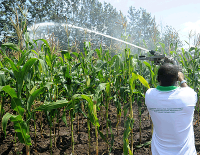 A farmer irrigates maize farm. The World Bank has commended the countryu2019s agriculture projects for lifting populace out of the poverty line.   The New Times/ John Mbanda.