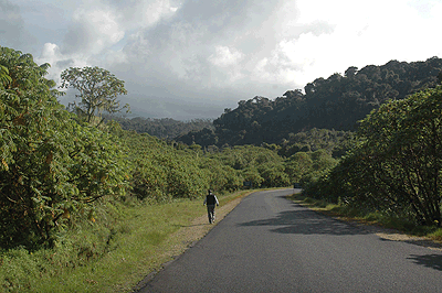 Nyungwe Forest. The New Times/ File.