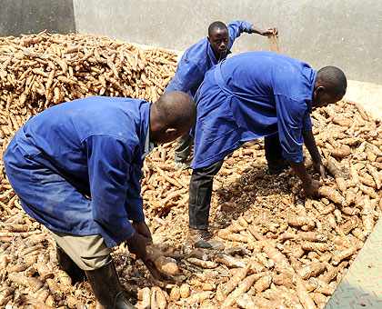 Workers sort out cassava tubers at Kinazi Processing Plant. The New Times/ File.