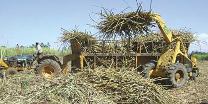GOOD TIMES. A worker at Kabuye Sugar Works loads cane. Rwandau2019s sole sugar producer says its annually factory maintenance has taken more time than earlier planned. The New Times / File photo
