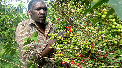 A coffee farmer in Eastern Province. The report also cites limited horticulture production and insufficient agricultural processing. Saturday Times/File.
