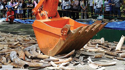 Destroying the stockpile ensures that seized ivory cannot be stolen. New photo