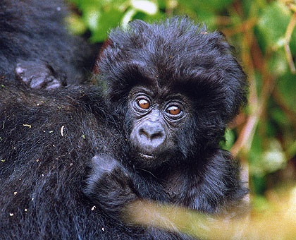 Twelve baby gorillas will today be given names at the annual Kwita Izina, a ceremony that has greatly impacted on the growth of the tourism sector   Saturday Times/Net Photo. 