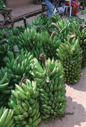 The price of bananas is unchanged at Rwf180 and Rwf190 per kilogramme in most markets across the city. The New Times / File photo
