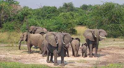 Murchison Falls Park is home to rare animal species and large families of elephants. Net photo